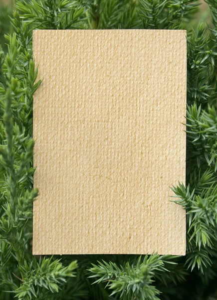 Verse groene fir takken geïsoleerd op witte achtergrond — Stockfoto