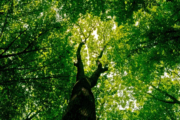 Alam. jalur di hutan dengan sinar matahari — Stok Foto