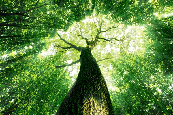 Природа. путь в лесу с солнечным светом — стоковое фото
