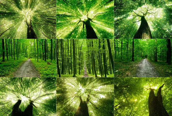 Des arbres forestiers. nature vert bois lumière du soleil milieux. — Photo