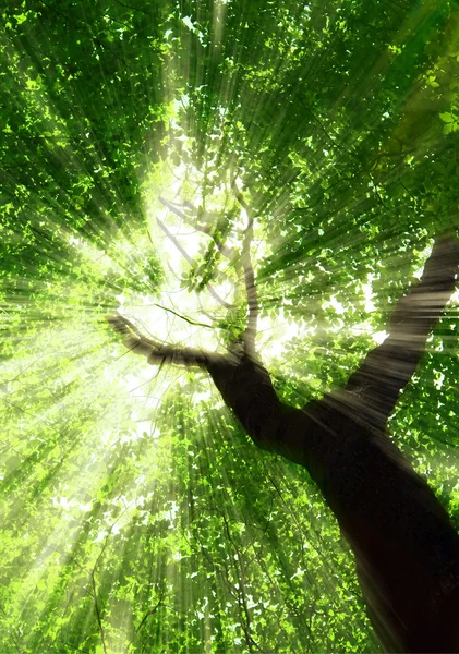 Árboles forestales. naturaleza madera verde luz del sol fondos. —  Fotos de Stock