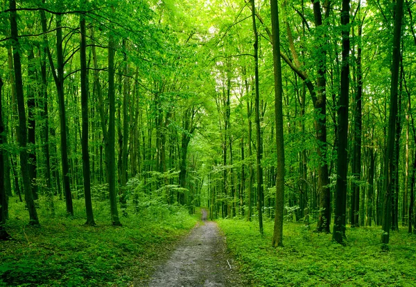 森の木。緑の木漏れ日の背景. — ストック写真
