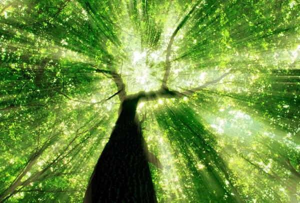 Leśne drzewa. natura zielone drewno sunlight tła. — Zdjęcie stockowe