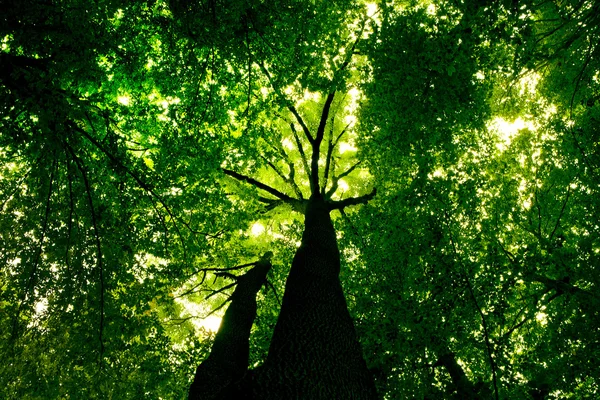 Lesní stromy. příroda zelené dřevo slunce pozadí. — Stock fotografie
