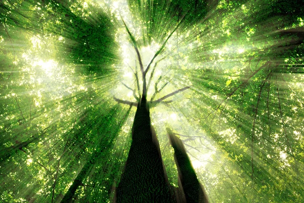 Florestas. natureza verde madeira fundos de luz solar. — Fotografia de Stock