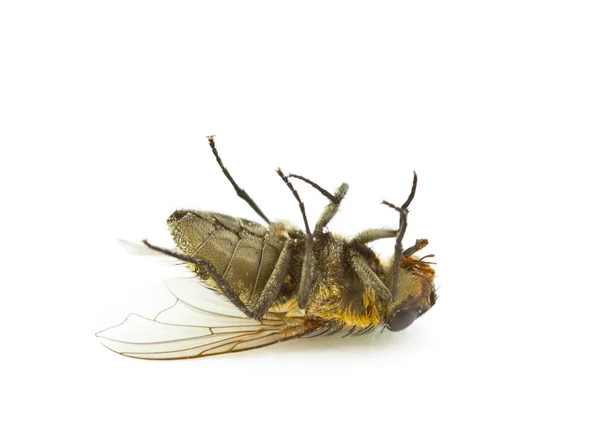 stock image Fly on the white backgrounds