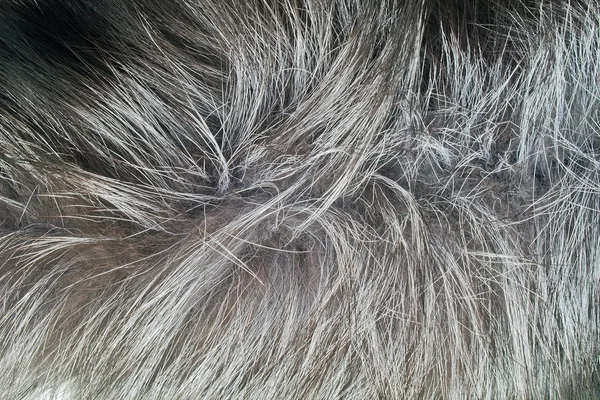 Fur, animal, nobody, white, brown, hair, skin, — Stock Photo, Image