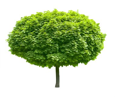 Tree clipart