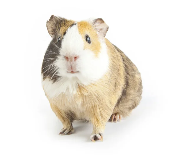 Guinea — Stockfoto