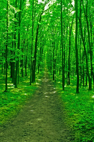 Wald — Stockfoto