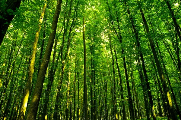 森林 — 图库照片