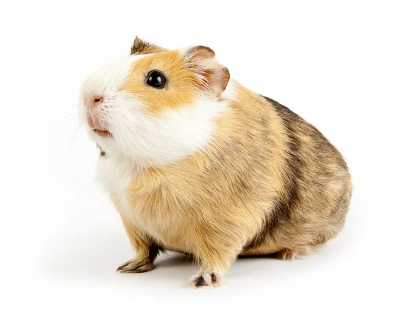 Guinea — Stockfoto