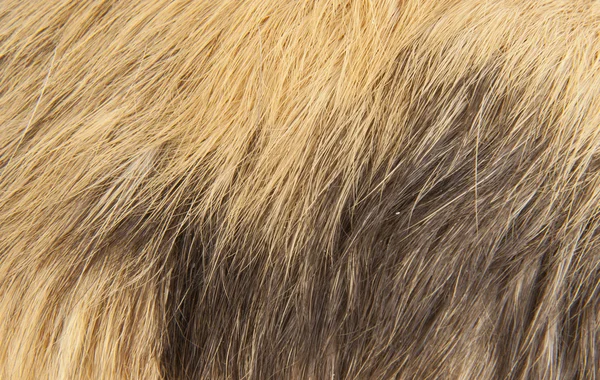 Saçlar — Stok fotoğraf