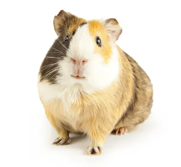 Meerschweinchen — Stockfoto