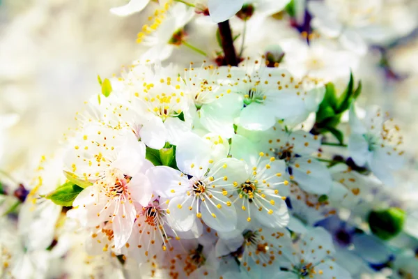 Kwiaty — Zdjęcie stockowe