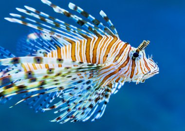 lionfish mavi su