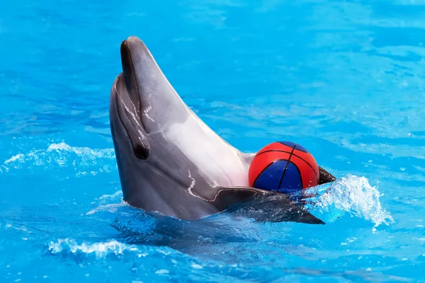 Dolphin hrát s míčem v modré vodě — Stock fotografie