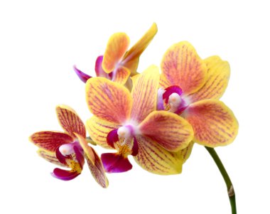 Sarı tropikal orkide