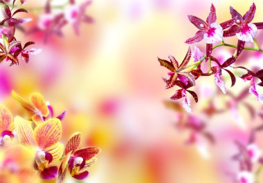 Blooming background clipart