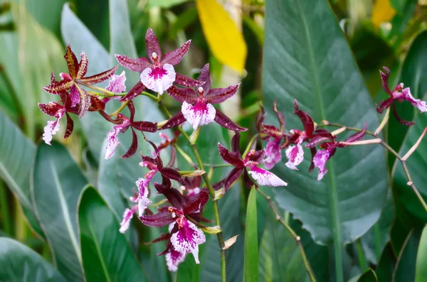 Orquídea vermelha — Fotografia de Stock
