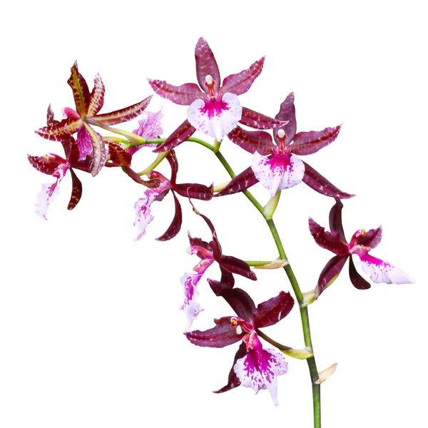 Orquídea tropical roja — Foto de Stock