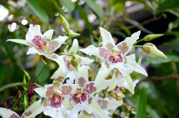 stock image White tropical orchid