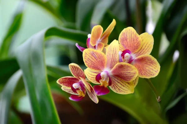 Gele tropische orchidee — Stockfoto
