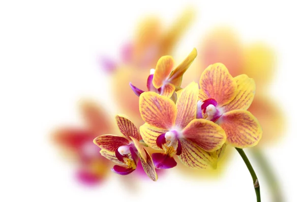 Gele tropische orchidee — Stockfoto