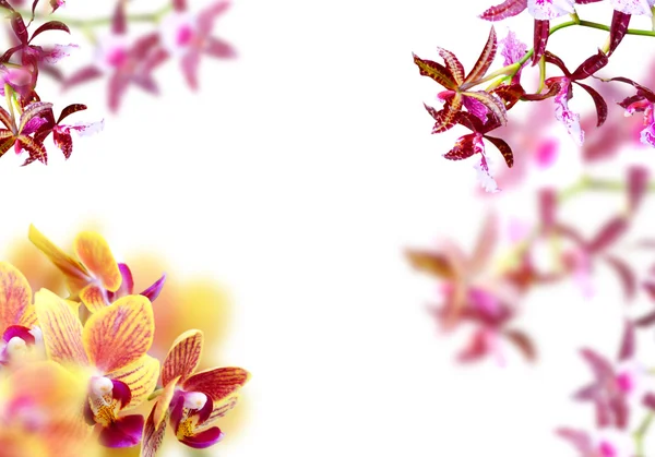 Орхідеї кадру — стокове фото