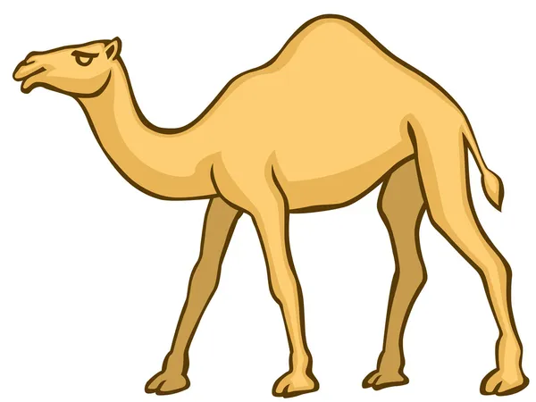 Camel — Stock Vector