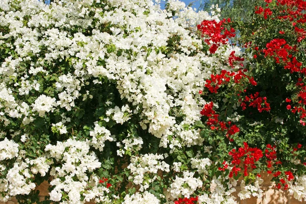 Flores de buganvília — Fotografia de Stock