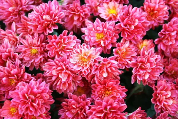 Flowers — Stock Photo, Image