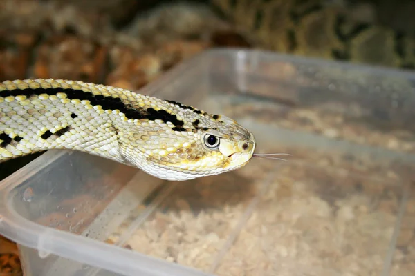 Imagem de close-up de cobra — Fotografia de Stock