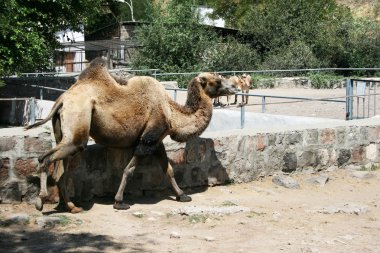 deve Hayvanat Bahçesi