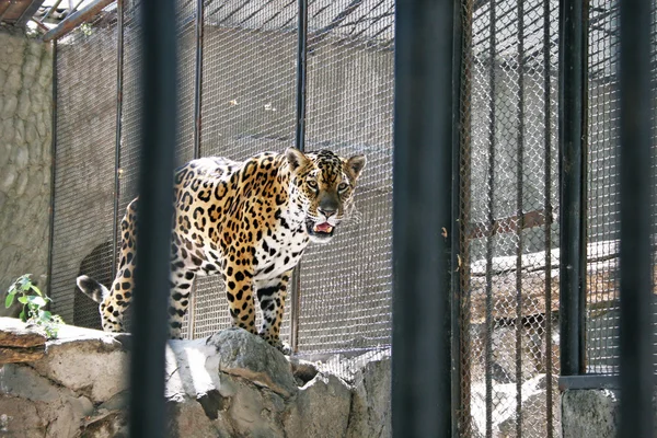 stock image Leopard