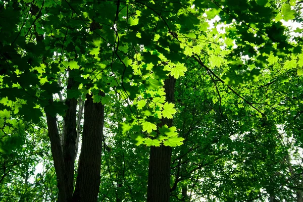 Green maple forest — Stock Photo, Image