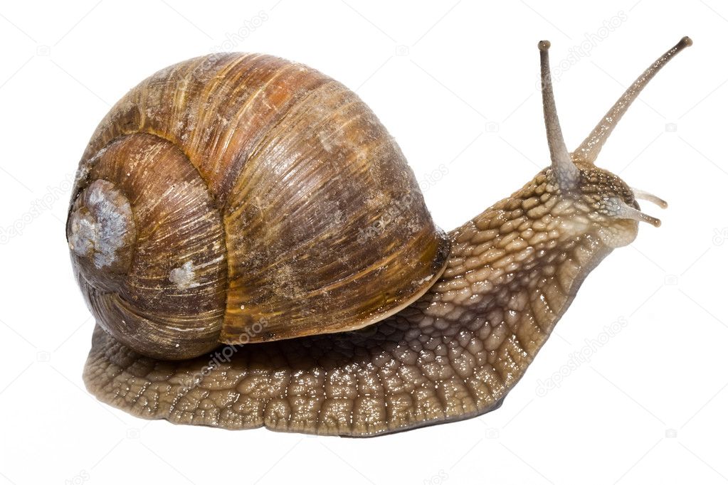 Funny Snail