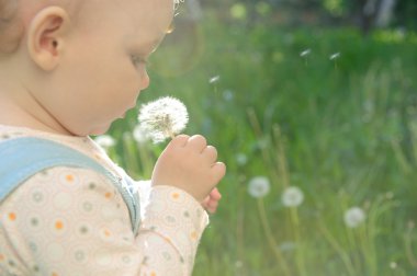 Blowing on dandelion clipart