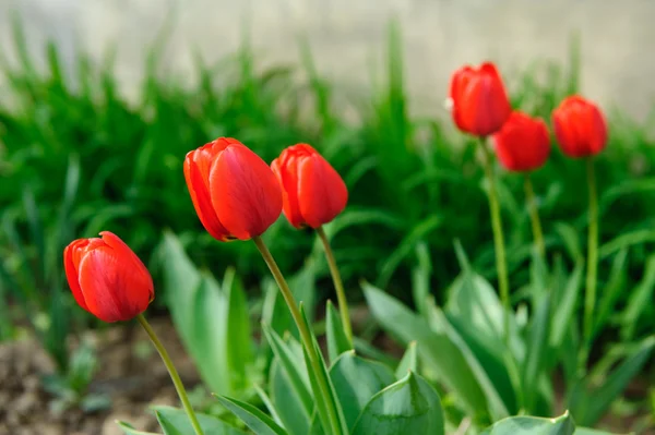 Red tulips in soil — Stock Photo, Image