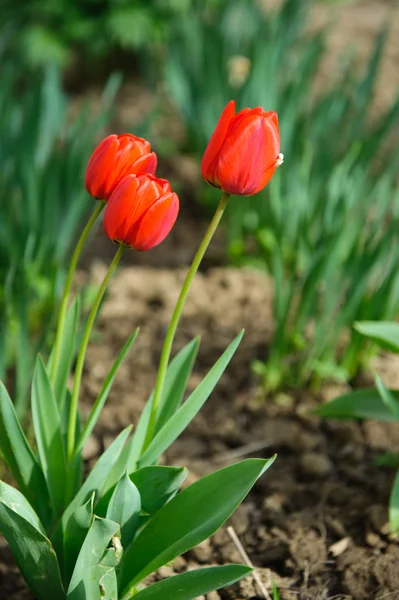Tulipanes rojos en el suelo — Foto de Stock