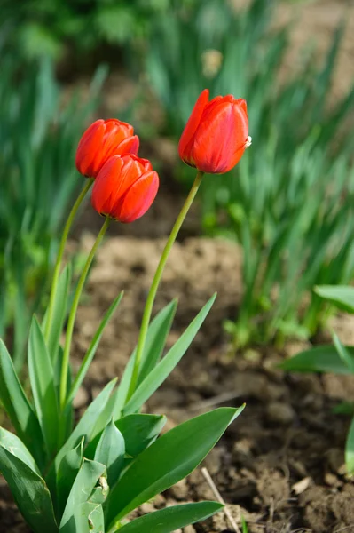 Tulipas vermelhas no solo — Fotografia de Stock