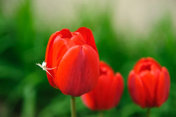 Red tulips with white spider — Stock Photo, Image