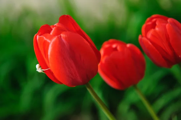 Tulipanes rojos con araña blanca — Foto de Stock