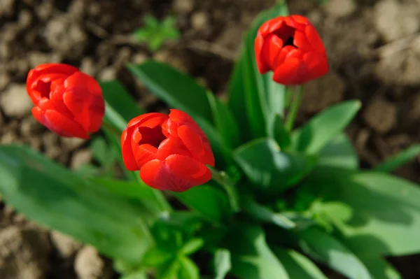Red tulips in soil — Stock Photo, Image