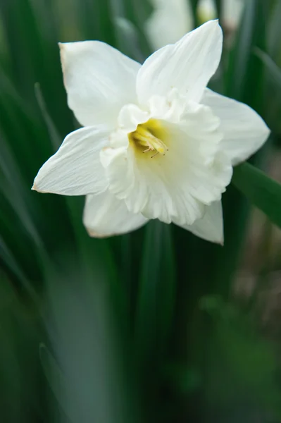 Narciso blanco — Foto de Stock