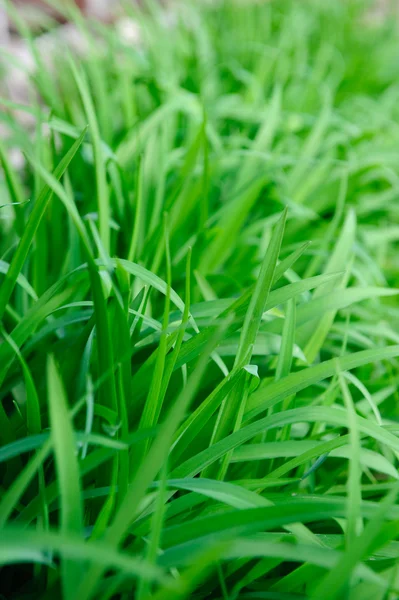 stock image High green grass