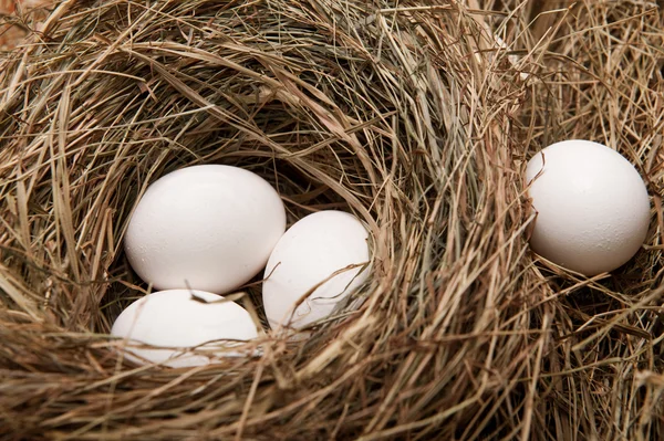 Eggs in nest Stock Picture