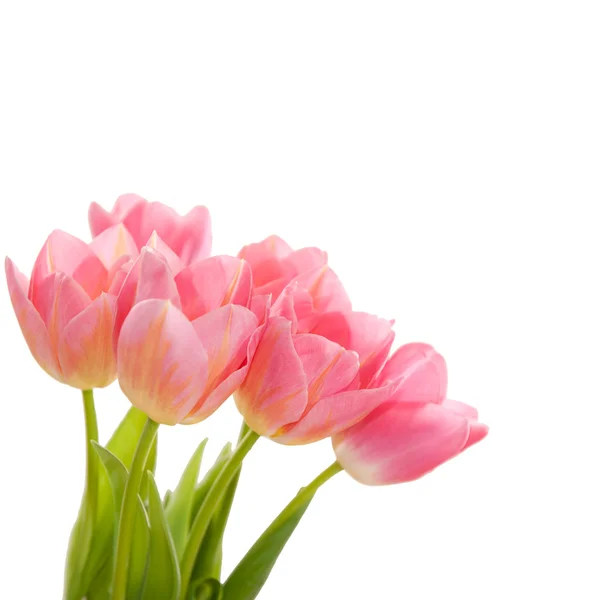 Tulipanes rosados aislados en blanco — Foto de Stock