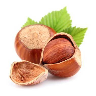 Dried hazelnuts with leaves clipart