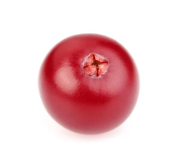 Één cranberry in close-up — Stockfoto